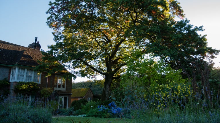 Image shows early morning light through the autumnal leaves and branches of a red oak tree outside the house at Nuffield Place, with a blue sky above and a glimpse of the house to the left-hand side of the image